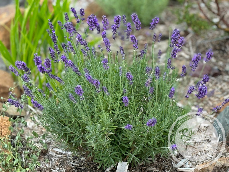 Hidcote Blue English Lavender plant from Rocky Knoll Farm