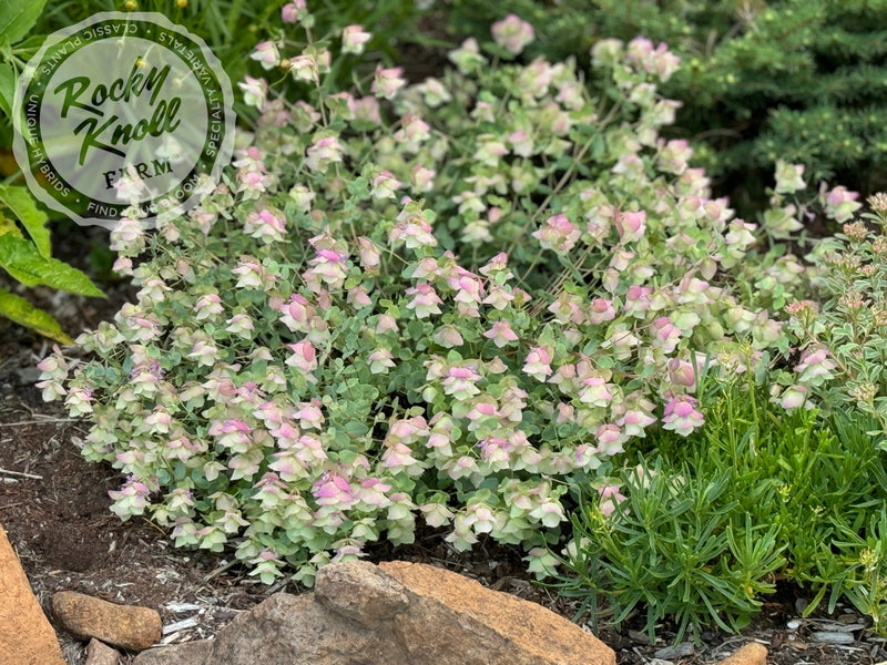 Kent Beauty oregano plant from Rocky Knoll Farm
