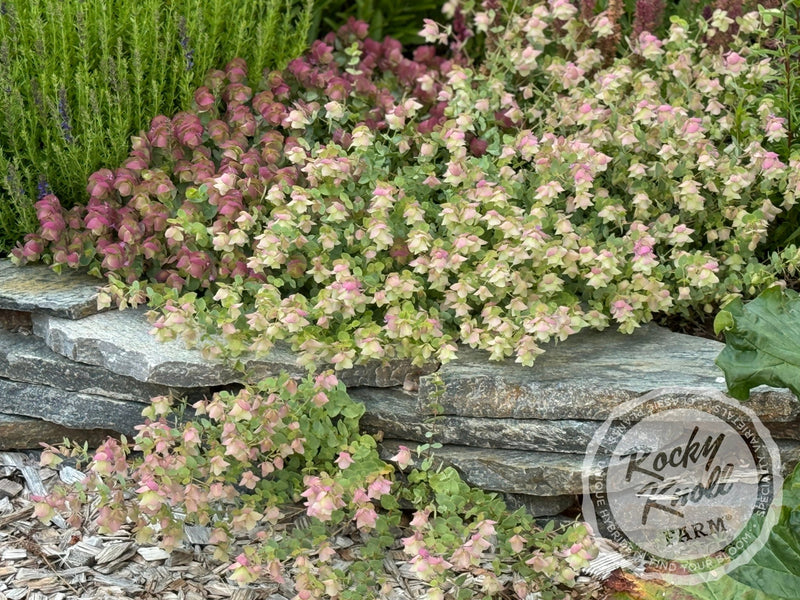 Kent Beauty oregano plant from Rocky Knoll Farm