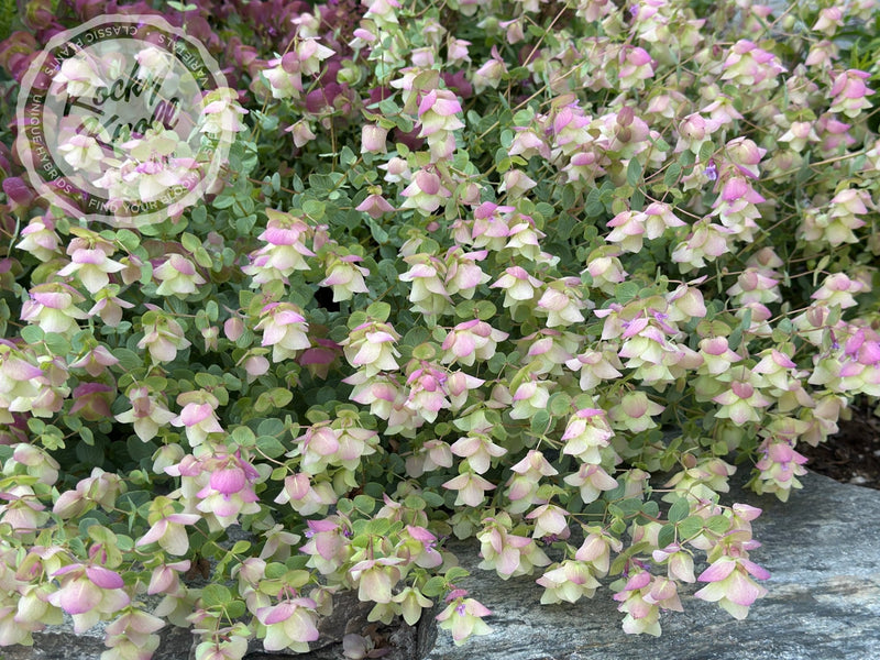 Kent Beauty oregano plant from Rocky Knoll Farm