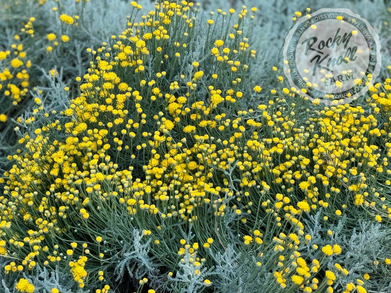 Santolina chamaecyparissus 'Lavender Cotton' plant from Rocky Knoll Farm