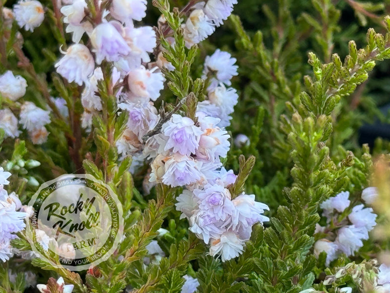 Calluna County Wicklow Heather plant from Rocky Knoll Farm