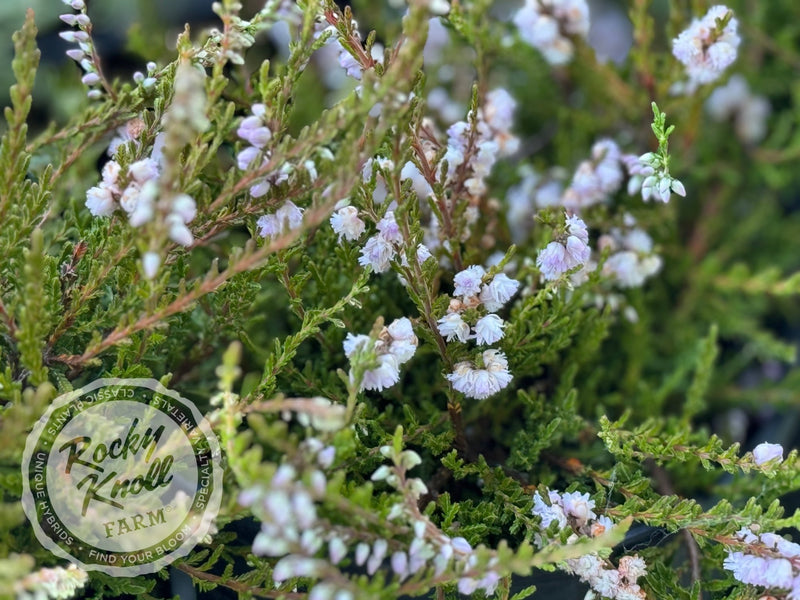 Calluna County Wicklow Heather plant from Rocky Knoll Farm