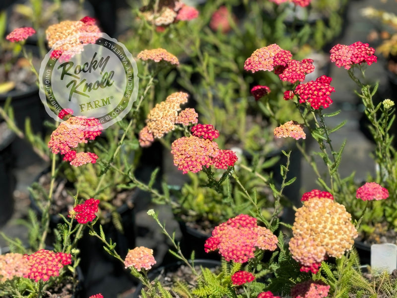 Achillea Paprika (Yarrow) plant from Rocky Knoll Farm
