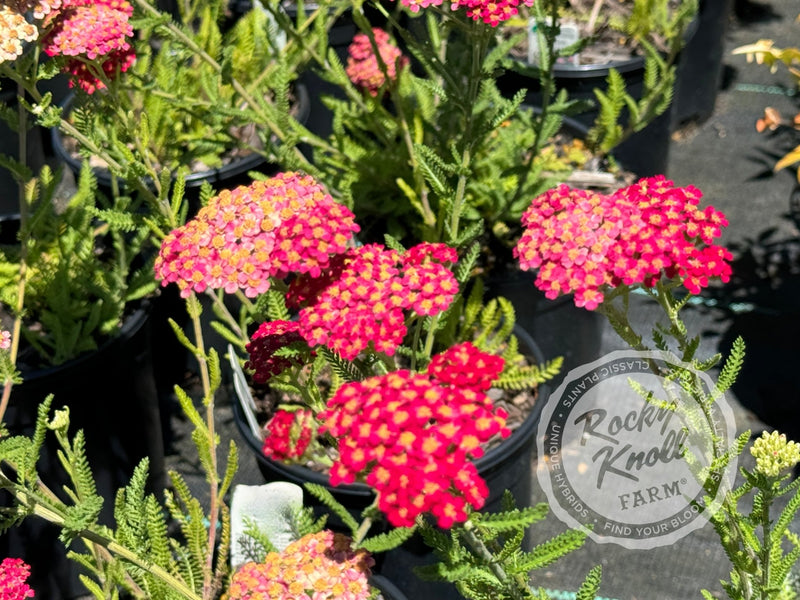 Achillea Paprika (Yarrow) plant from Rocky Knoll Farm