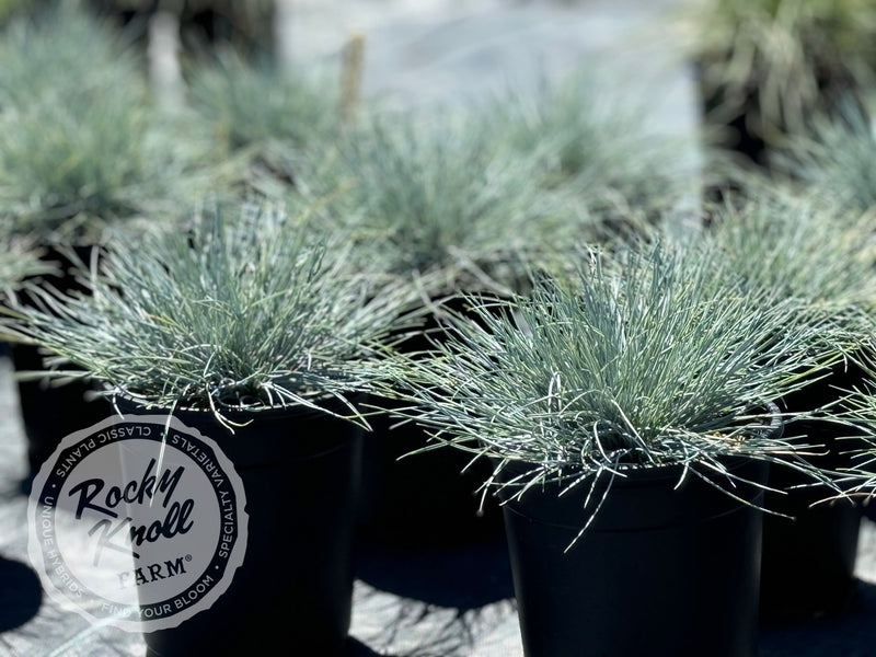 Cool as Ice Blue Fescue - Festuca glauca plant from Rocky Knoll Farm
