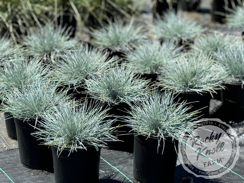 Cool as Ice Blue Fescue - Festuca glauca plant from Rocky Knoll Farm
