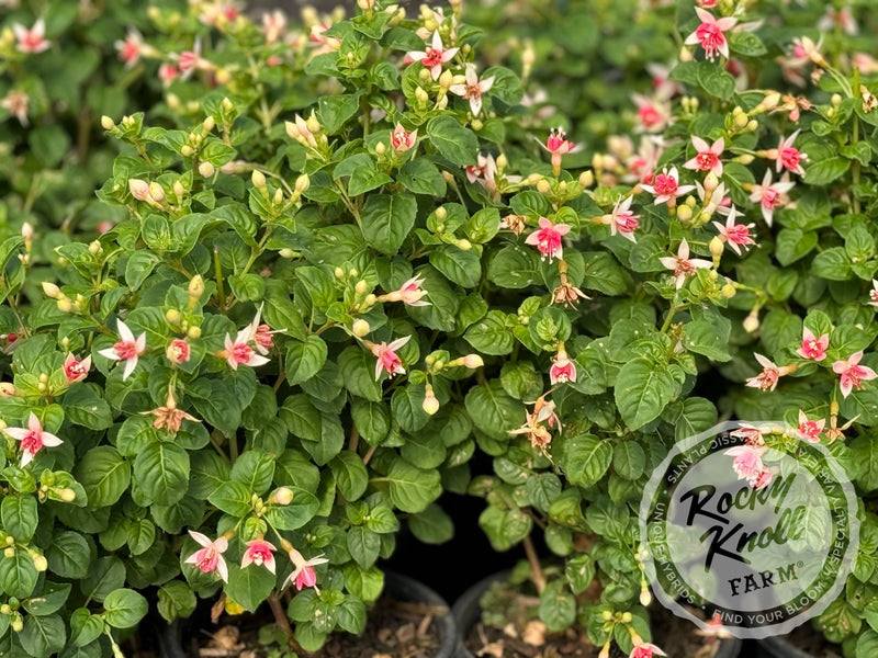 Fuchsia 'Galadriel' plant from Rocky Knoll Farm
