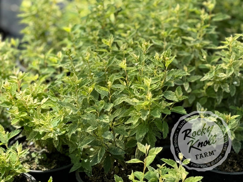 Spiraea Pink Ice plant from Rocky Knoll Farm