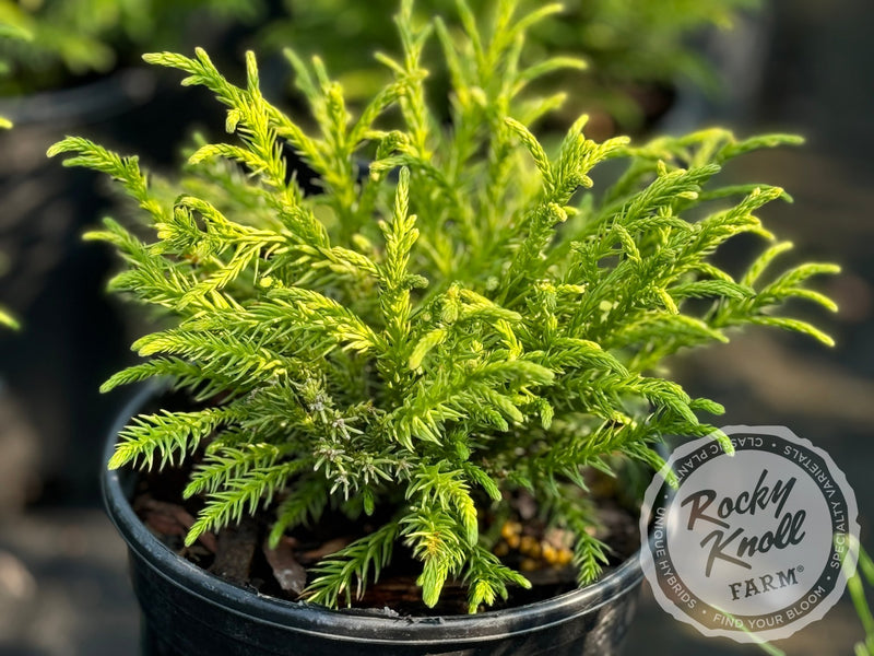 Cryptomeria japonica 'Little Diamond' plant from Rocky Knoll Farm