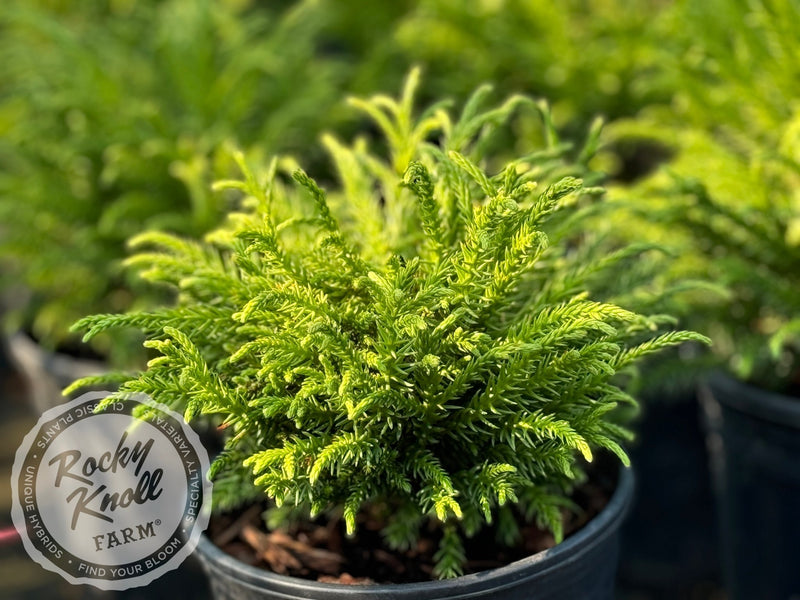 Cryptomeria japonica 'Little Diamond' plant from Rocky Knoll Farm