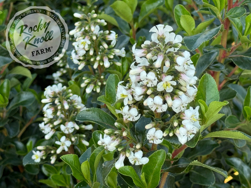 Escallonia Iveyi 'White Escallonia' plant from Rocky Knoll Farm