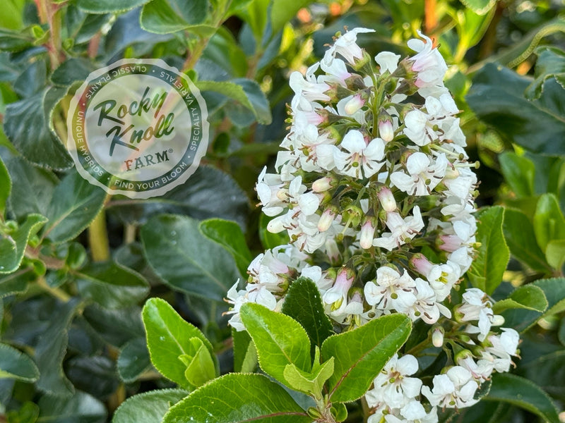 Escallonia Iveyi 'White Escallonia' plant from Rocky Knoll Farm