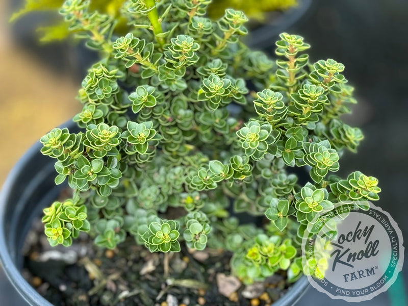 Ilex crenata 'Dwarf Pagoda' plant from Rocky Knoll Farm