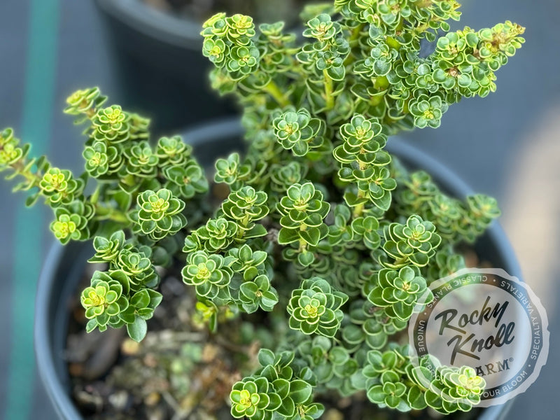 Ilex crenata 'Dwarf Pagoda' plant from Rocky Knoll Farm