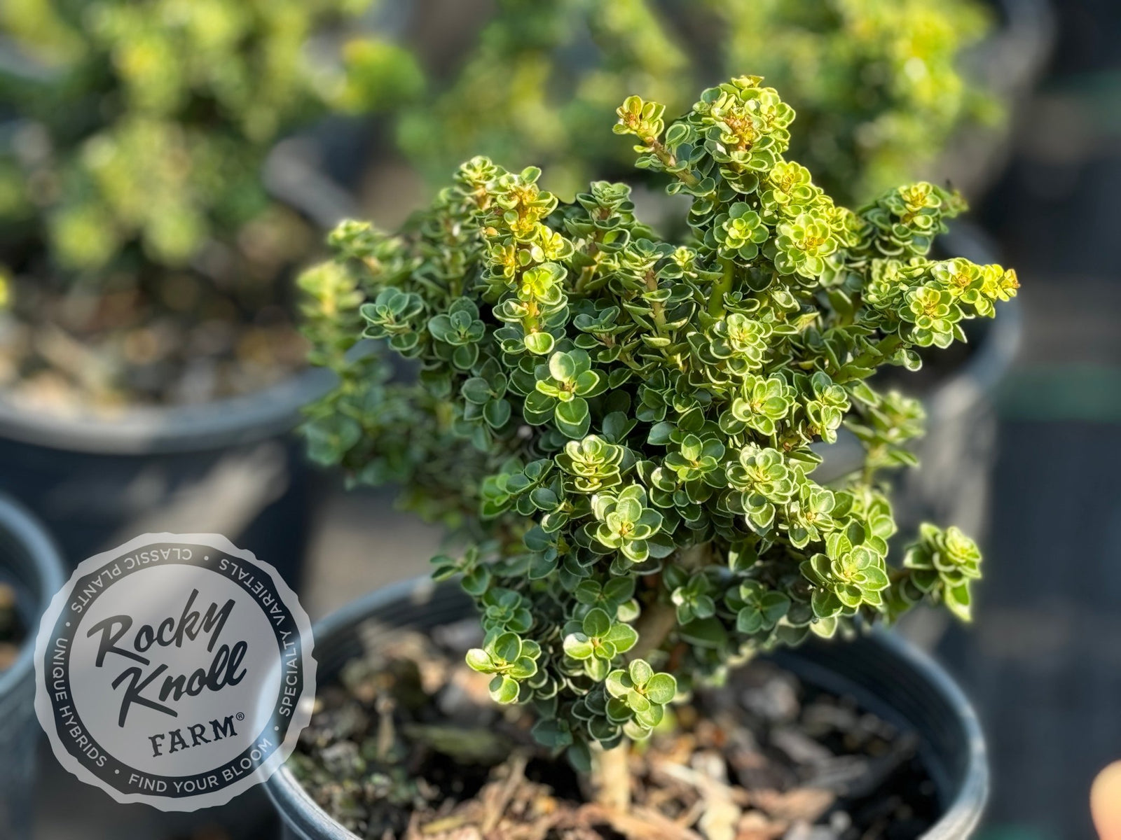 Ilex crenata 'Dwarf Pagoda' - Rocky Knoll Farm