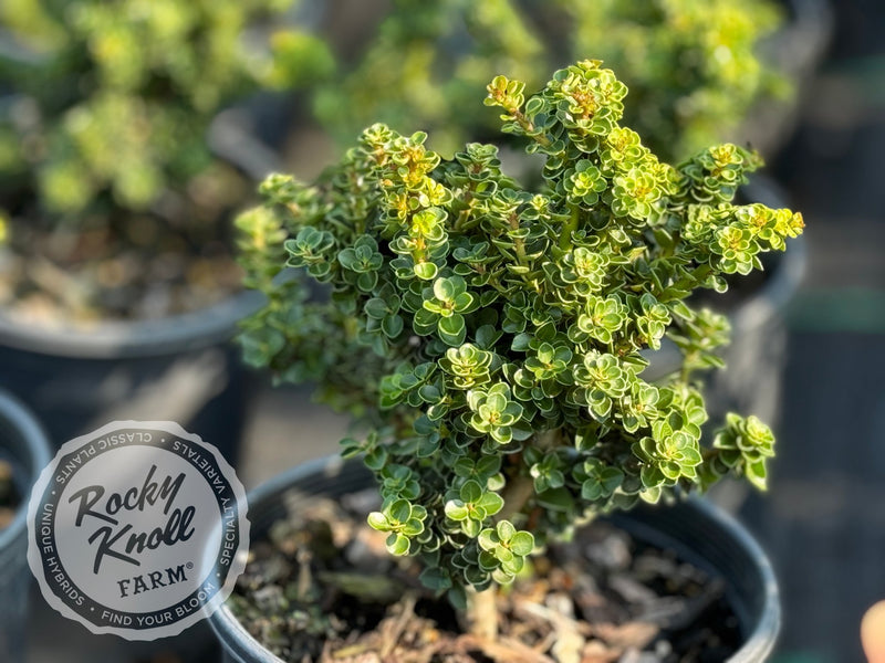 Ilex crenata 'Dwarf Pagoda' plant from Rocky Knoll Farm