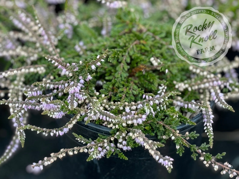 Calluna Caleb Threlkeld Heather plant from Rocky Knoll Farm