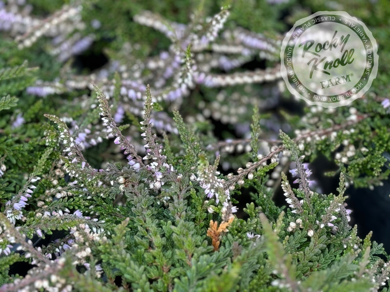 Calluna Caleb Threlkeld Heather plant from Rocky Knoll Farm