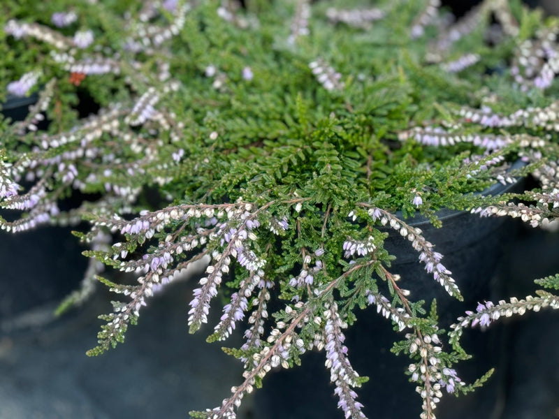 Calluna Caleb Threlkeld Heather plant from Rocky Knoll Farm