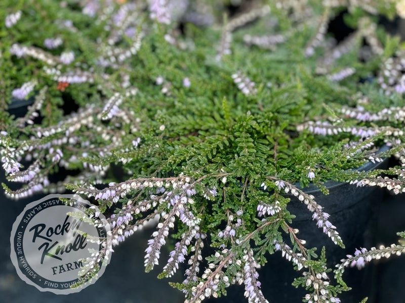 Calluna Caleb Threlkeld Heather plant from Rocky Knoll Farm