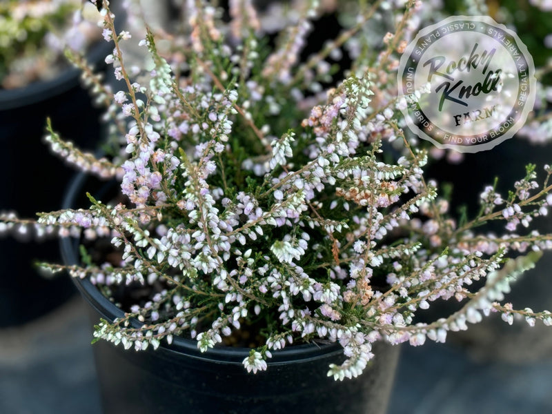 Calluna County Wicklow Heather plant from Rocky Knoll Farm