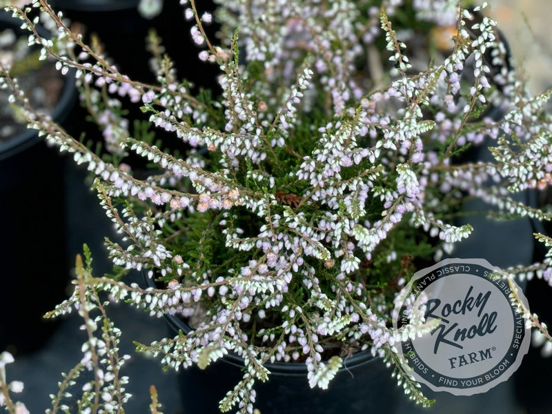 Calluna County Wicklow Heather plant from Rocky Knoll Farm