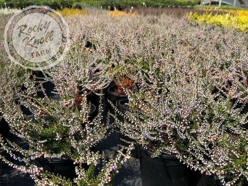 Calluna County Wicklow Heather plant from Rocky Knoll Farm