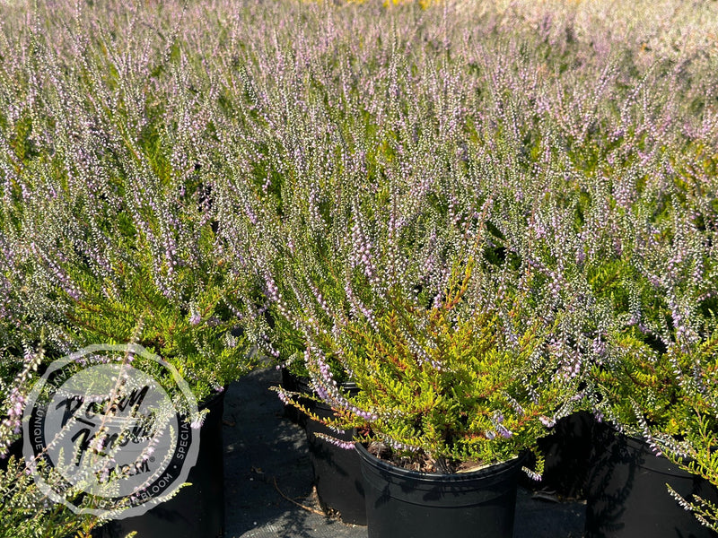 dracaena heather Calluna Spring Torch heather