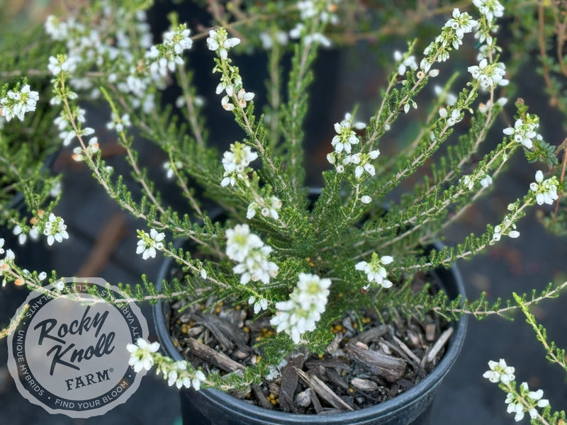 Erica Alba Minor Heath plant from Rocky Knoll Farm