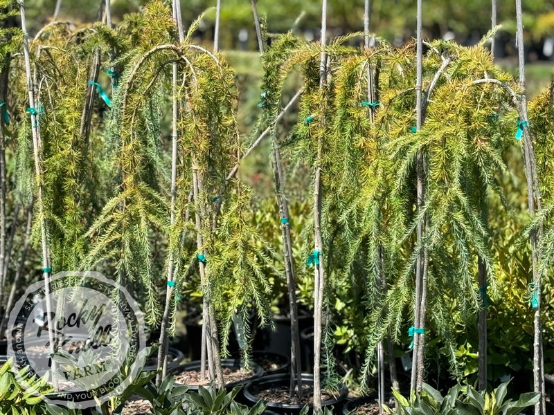 Weeping European Larch - Larix decidua 'Pendula' plant from Rocky Knoll Farm
