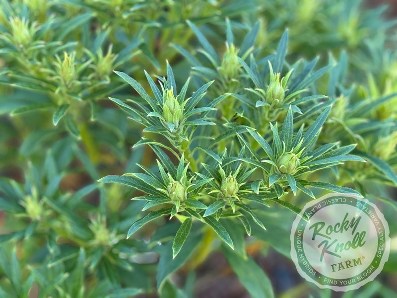 Tressa McMurry plant from Rocky Knoll Farm