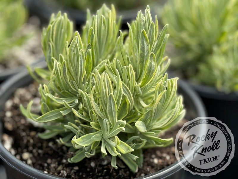 Platinum Blonde® Lavender - Lavandula angustifolia plant from Rocky Knoll Farm