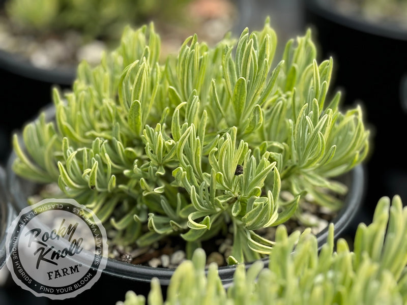 Platinum Blonde® Lavender - Lavandula angustifolia plant from Rocky Knoll Farm