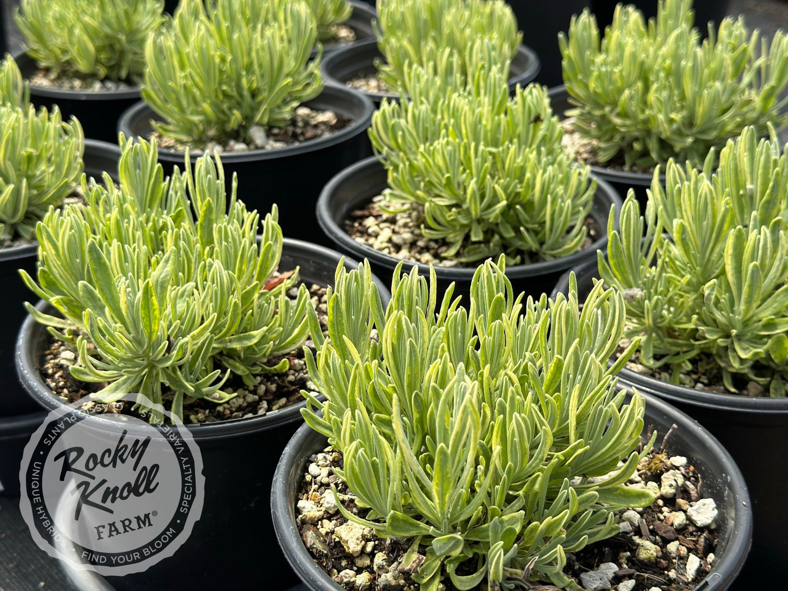 Platinum BlondeÂŪ Lavender - Lavandula angustifolia - Rocky ...