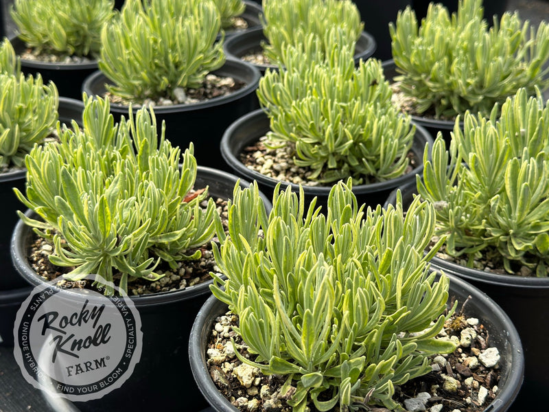 Platinum Blonde® Lavender - Lavandula angustifolia plant from Rocky Knoll Farm