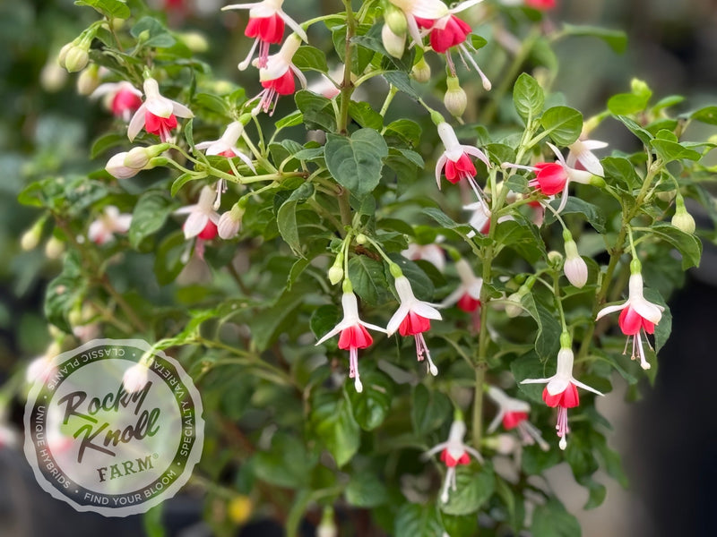 Fuchsia 'Galadriel' plant from Rocky Knoll Farm