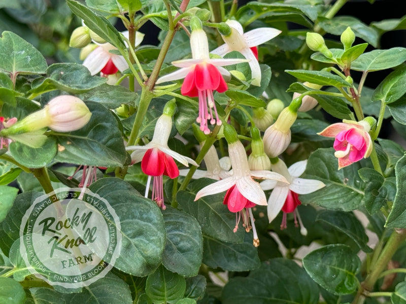 Fuchsia 'Galadriel' plant from Rocky Knoll Farm