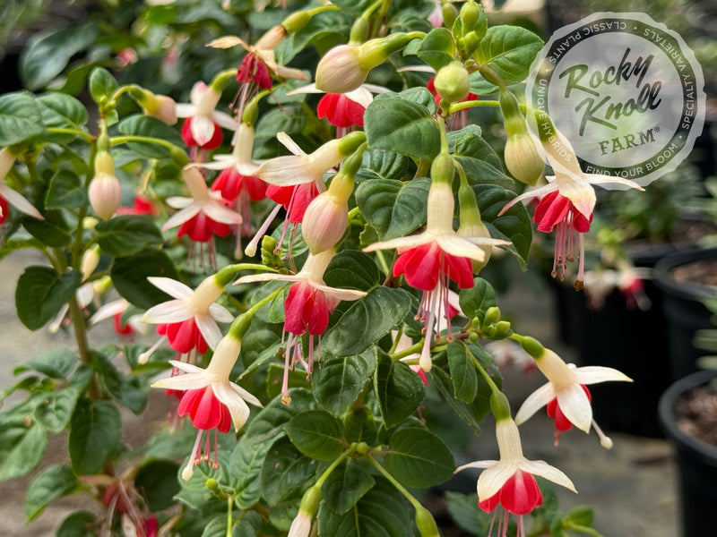 Fuchsia 'Galadriel' plant from Rocky Knoll Farm