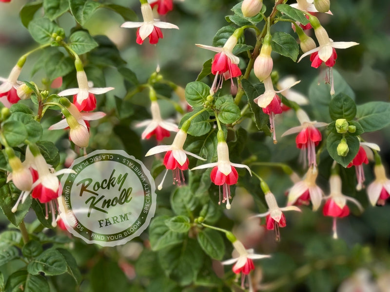 Fuchsia 'Galadriel' plant from Rocky Knoll Farm