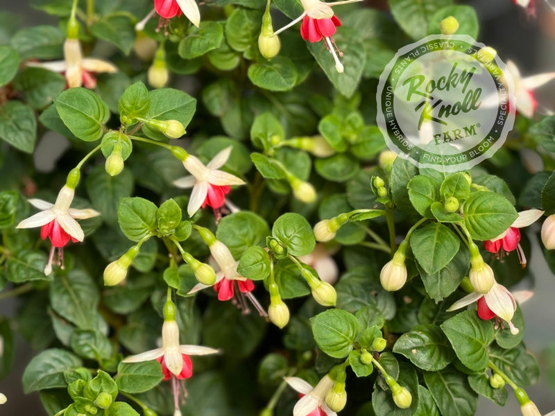 Fuchsia 'Galadriel' plant from Rocky Knoll Farm