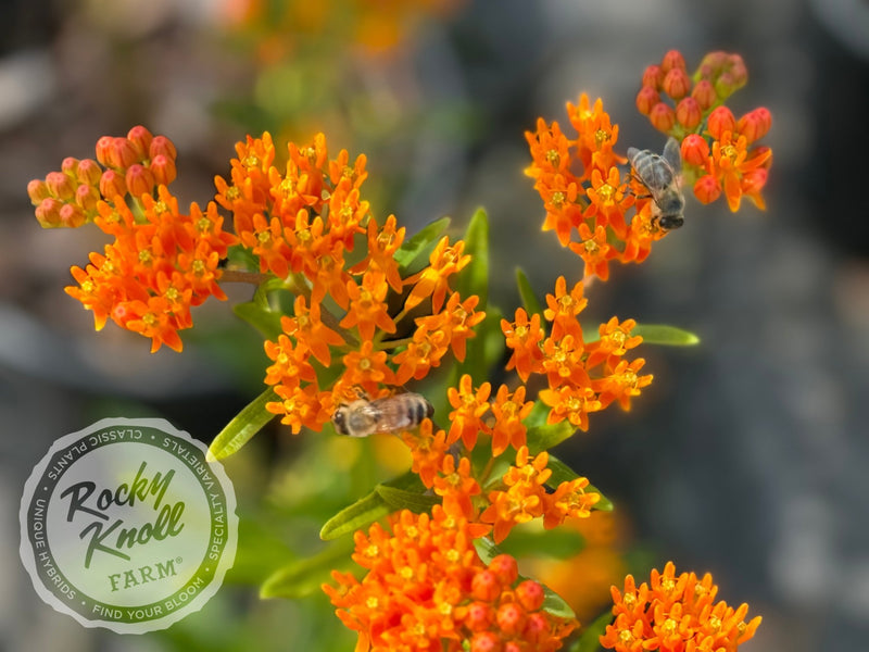 Butterfly Weed (Asclepias tuberosa) plant from Rocky Knoll Farm
