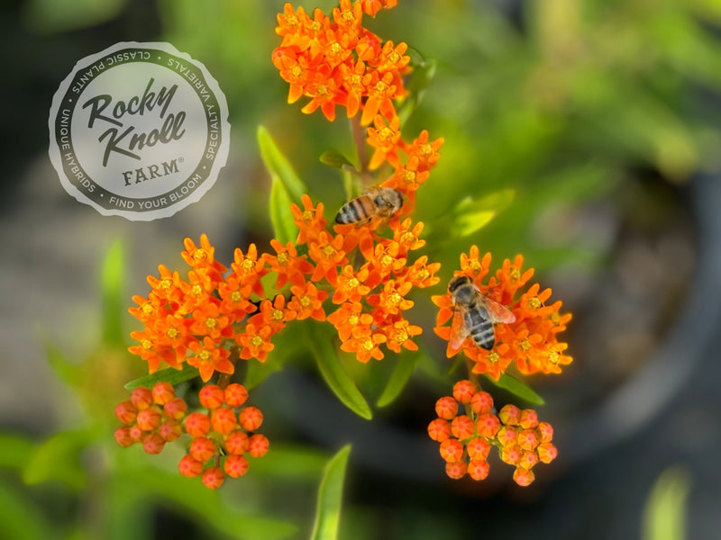 Butterfly Weed (Asclepias tuberosa) plant from Rocky Knoll Farm