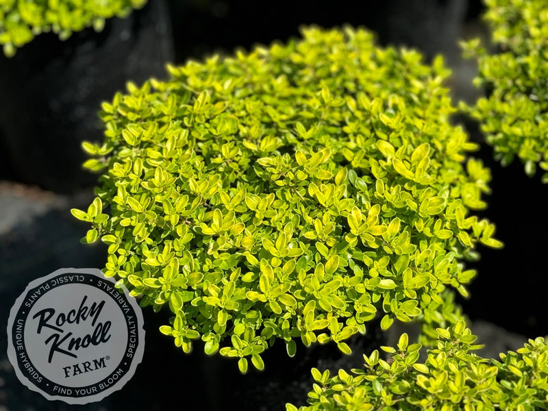 Lime Thyme - Thymus vulgaris plant from Rocky Knoll Farm