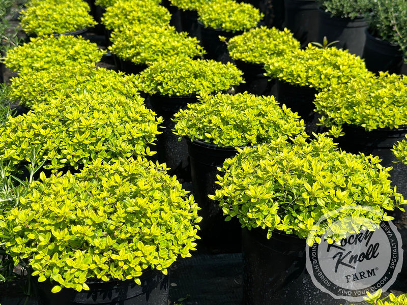 Lime Thyme - Thymus vulgaris plant from Rocky Knoll Farm