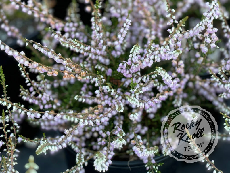 Calluna County Wicklow Heather plant from Rocky Knoll Farm