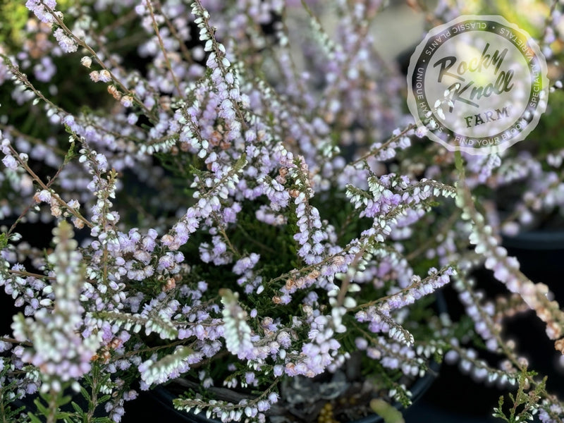 Calluna County Wicklow Heather plant from Rocky Knoll Farm