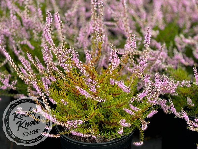 Calluna vulgaris 'Spring Torch' Heather