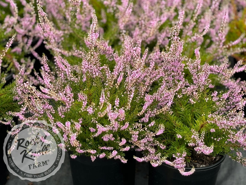Calluna Spring Torch heather plant from Rocky Knoll Farm