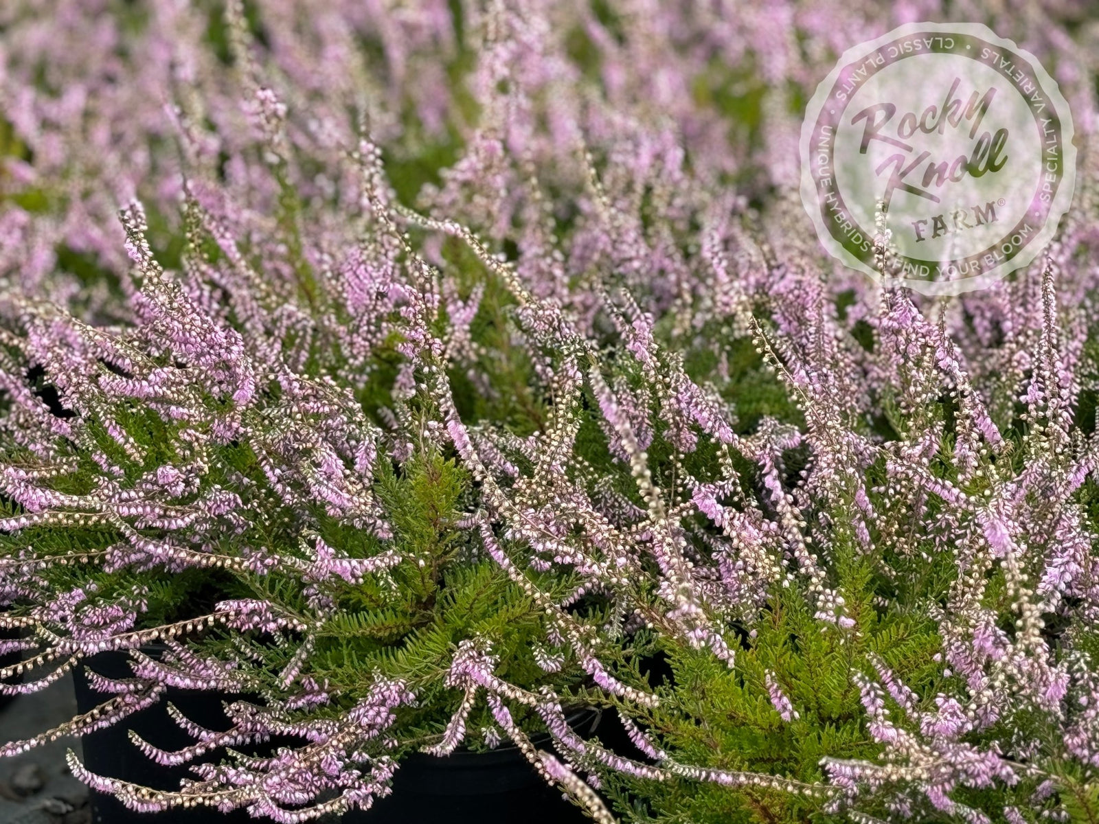 lavender heather plant Calluna vulgaris 'Spring Torch' Heather
